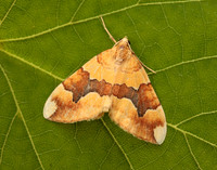 70.085 BF1765 Barred Yellow Cidaria fulvata