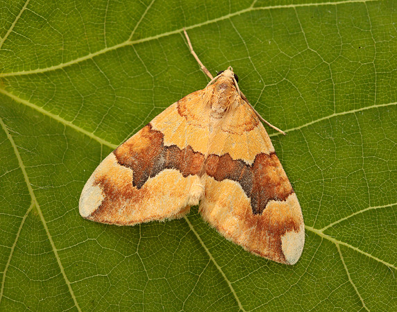 70.085 BF1765 Barred Yellow Cidaria fulvata