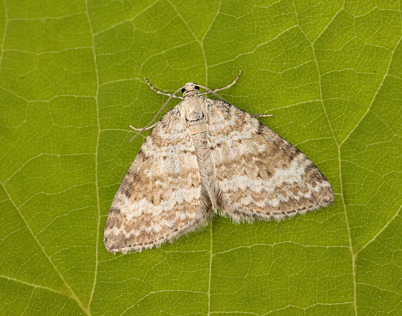 70.137 BF1807 Grass Rivulet Perizoma albulata