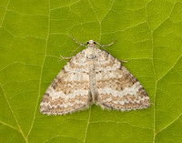 70.137 BF1807 Grass Rivulet Perizoma albulata