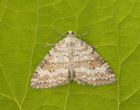 70.137 BF1807 Grass Rivulet Perizoma albulata