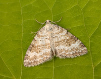 70.137 BF1807 Grass Rivulet Perizoma albulata