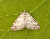 70.137 BF1807 Grass Rivulet Perizoma albulata