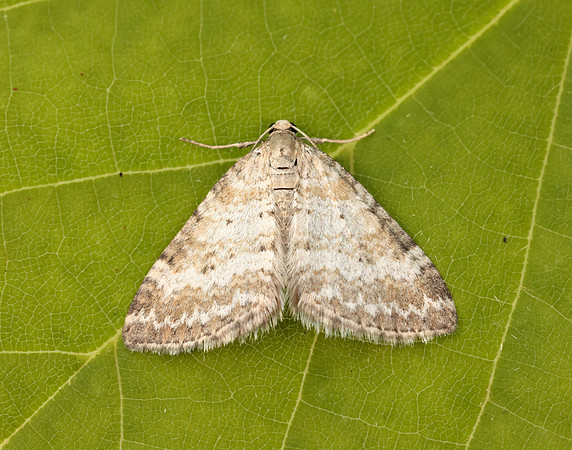 70.137 BF1807 Grass Rivulet Perizoma albulata