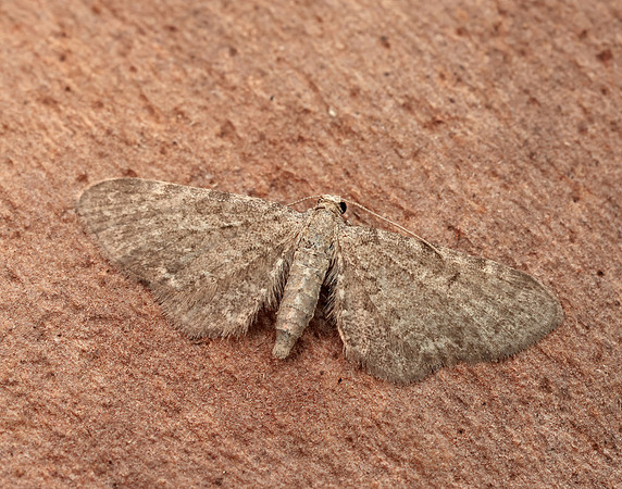 70.181 BF1821 Valerian Pug Eupithecia valerianata