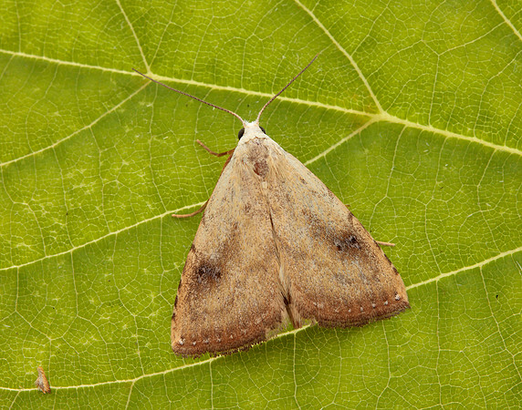 72.002 BF2474 Straw Dot Rivula sericealis