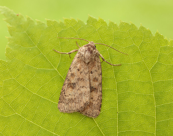 73.092 BF2387 Mottled Rustic Caradrina morpheus