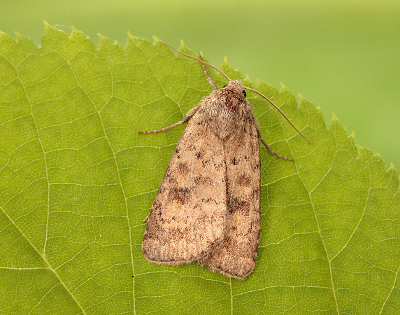 73.092 BF2387 Mottled Rustic Caradrina morpheus