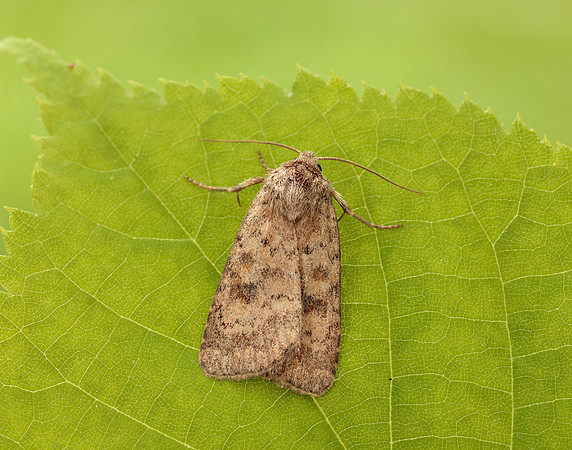 73.092 BF2387 Mottled Rustic Caradrina morpheus