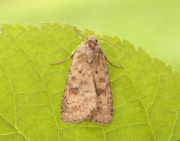 73.092 BF2387 Mottled Rustic Caradrina morpheus