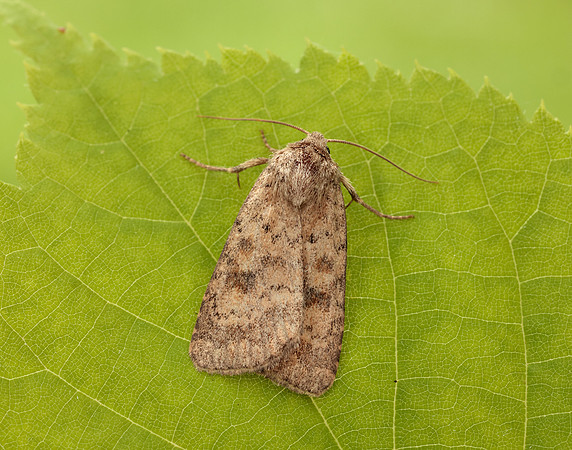 73.092 BF2387 Mottled Rustic Caradrina morpheus