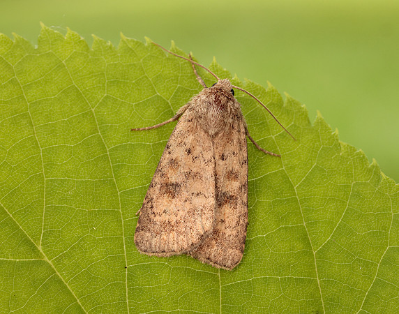 73.092 BF2387 Mottled Rustic Caradrina morpheus