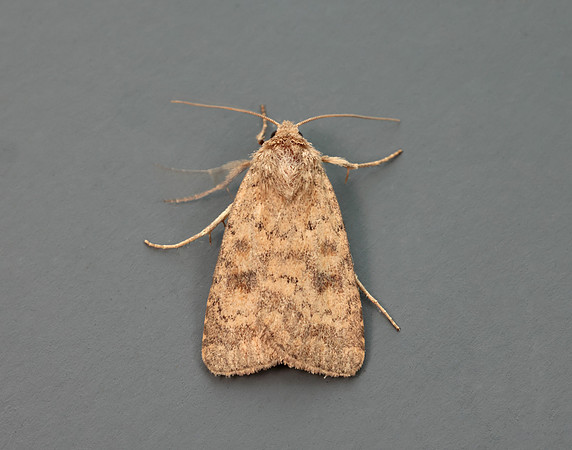 73.092 BF2387 Mottled Rustic Caradrina morpheus