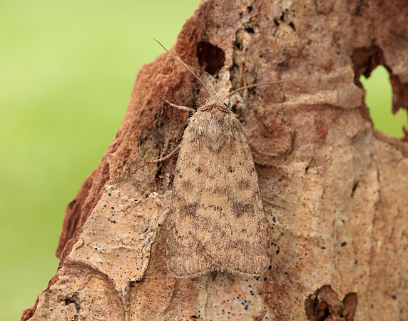 73.092 BF2387 Mottled Rustic Caradrina morpheus