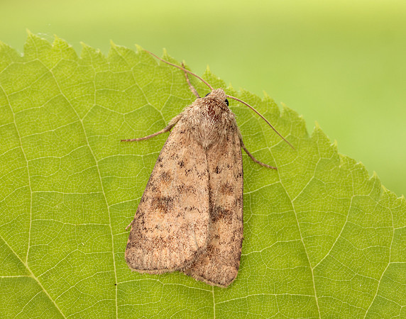 73.092 BF2387 Mottled Rustic Caradrina morpheus