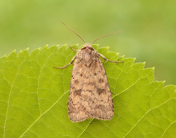 73.092 BF2387 Mottled Rustic Caradrina morpheus