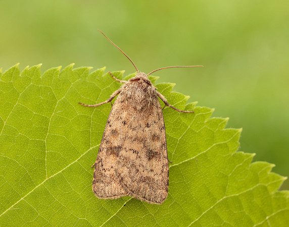73.092 BF2387 Mottled Rustic Caradrina morpheus