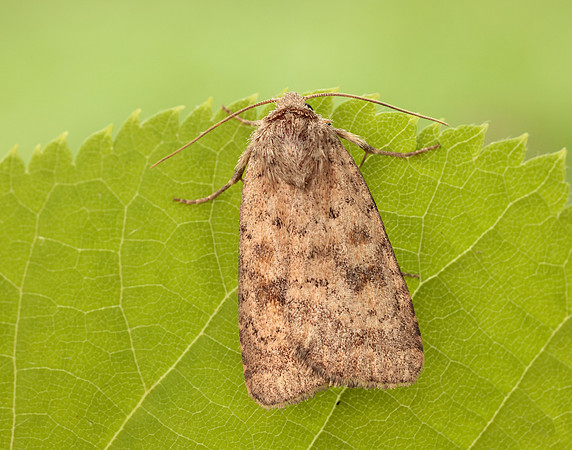 73.092 BF2387 Mottled Rustic Caradrina morpheus
