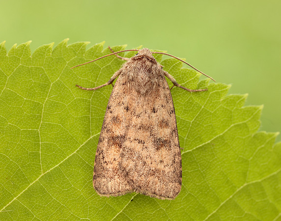 73.092 BF2387 Mottled Rustic Caradrina morpheus