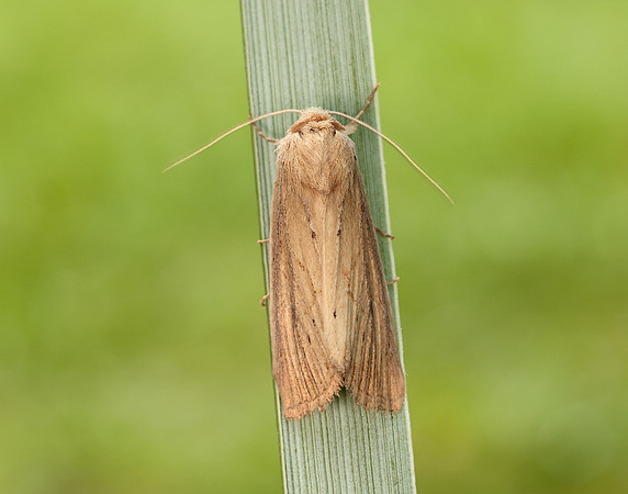 73.138 BF2348 Lyme Grass Longalatedes elymi