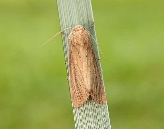 73.138 BF2348 Lyme Grass Longalatedes elymi