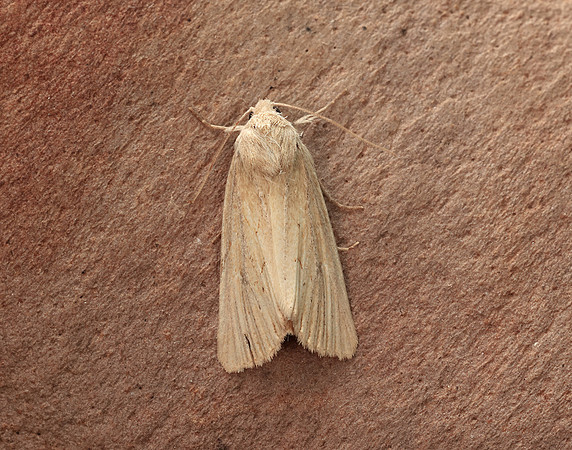 73.138 BF2348 Lyme Grass Longalatedes elymi