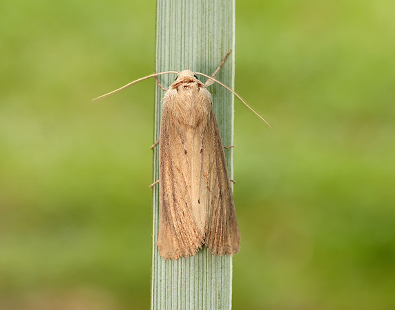 73.138 BF2348 Lyme Grass Longalatedes elymi