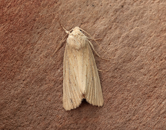 73.138 BF2348 Lyme Grass Longalatedes elymi