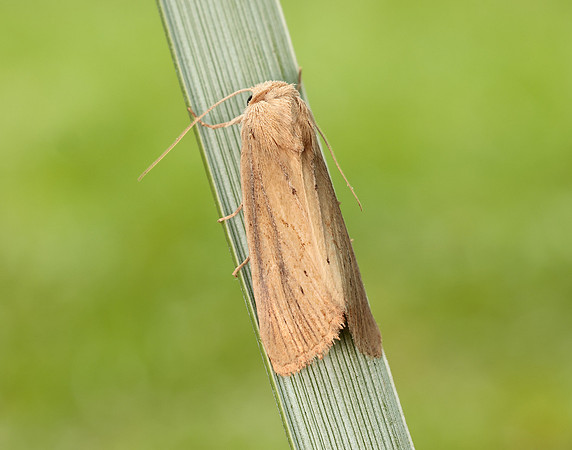 73.138 BF2348 Lyme Grass Longalatedes elymi