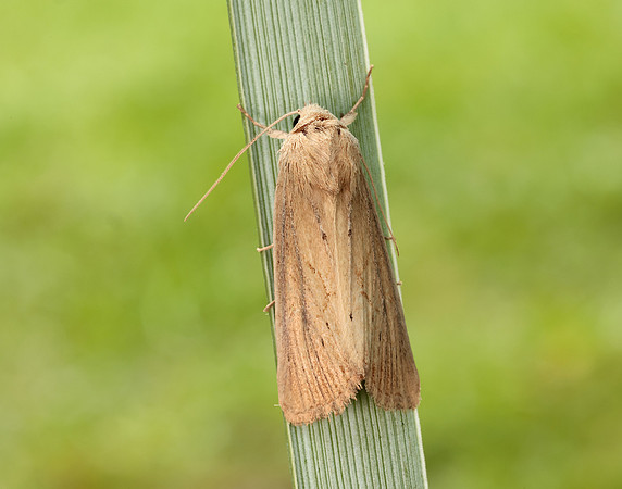 73.138 BF2348 Lyme Grass Longalatedes elymi