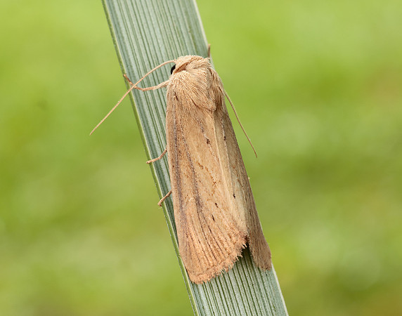 73.138 BF2348 Lyme Grass Longalatedes elymi