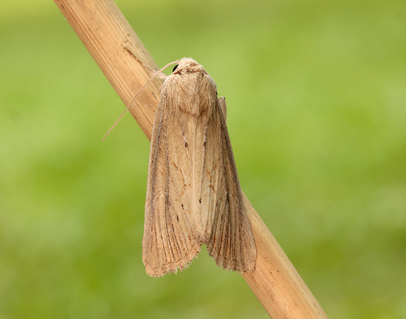73.138 BF2348 Lyme Grass Longalatedes elymi