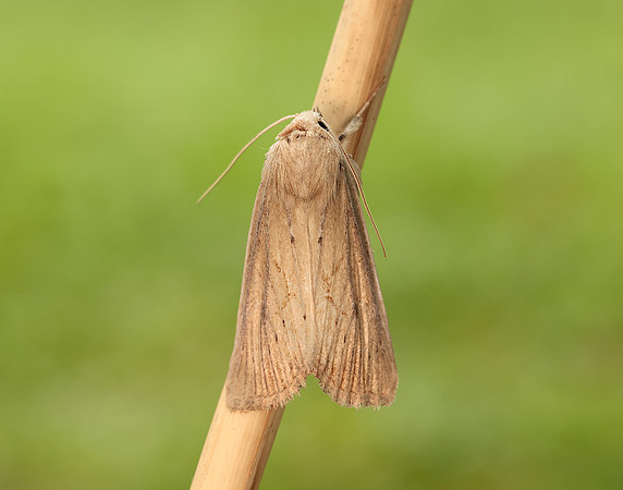 73.138 BF2348 Lyme Grass Longalatedes elymi