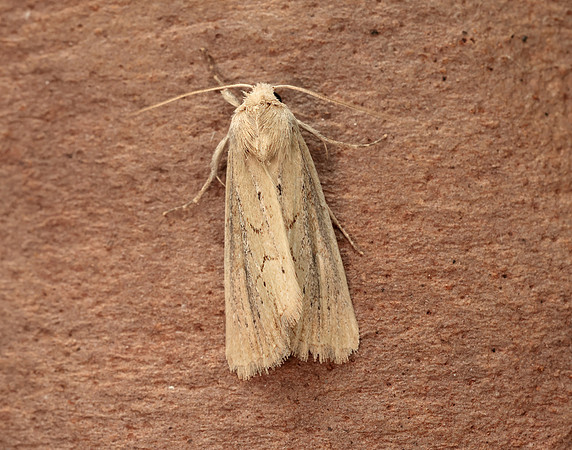 73.138 BF2348 Lyme Grass Longalatedes elymi