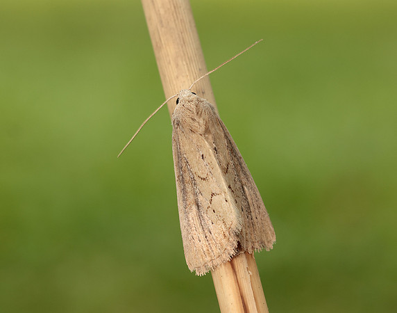 73.138 BF2348 Lyme Grass Longalatedes elymi