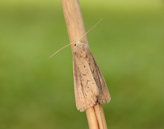 73.138 BF2348 Lyme Grass Longalatedes elymi