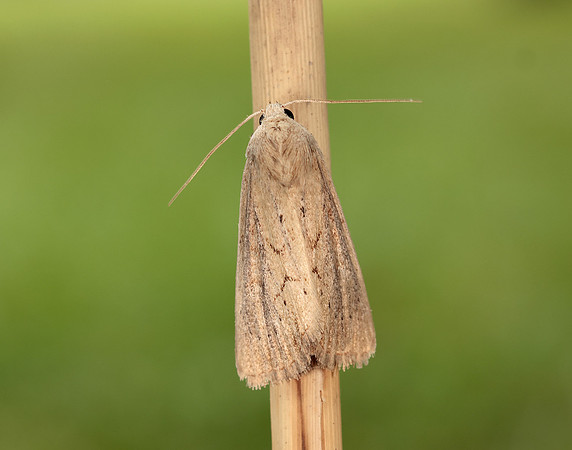 73.138 BF2348 Lyme Grass Longalatedes elymi