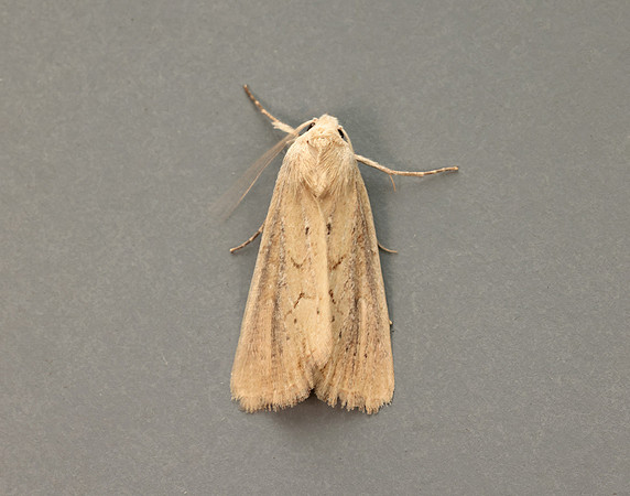 73.138 BF2348 Lyme Grass Longalatedes elymi