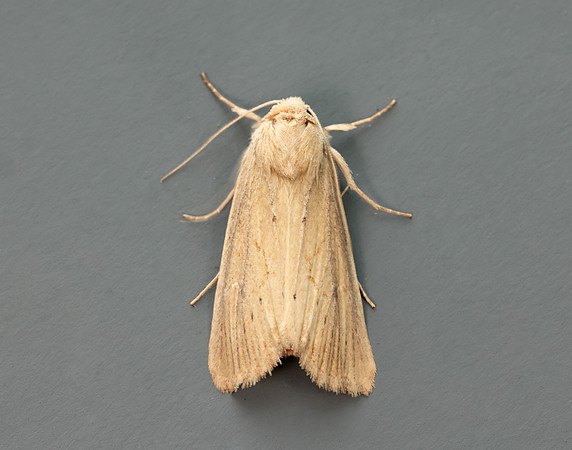 73.138 BF2348 Lyme Grass Longalatedes elymi