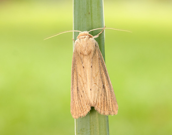 73.138 BF2348 Lyme Grass Longalatedes elymi