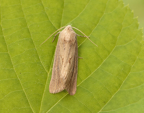 73.138 BF2348 Lyme Grass Longalatedes elymi