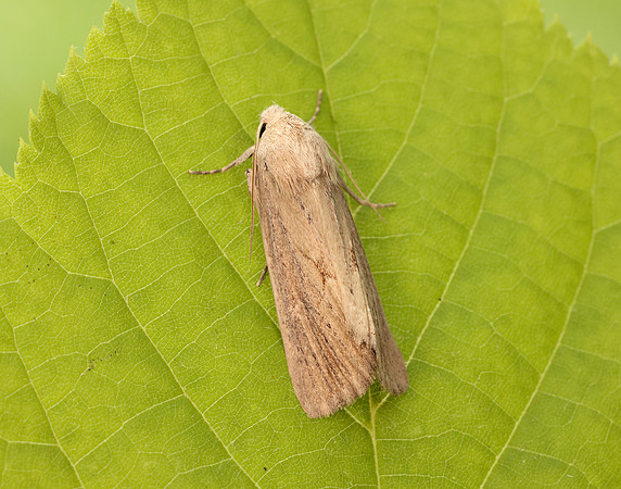 73.138 BF2348 Lyme Grass Longalatedes elymi
