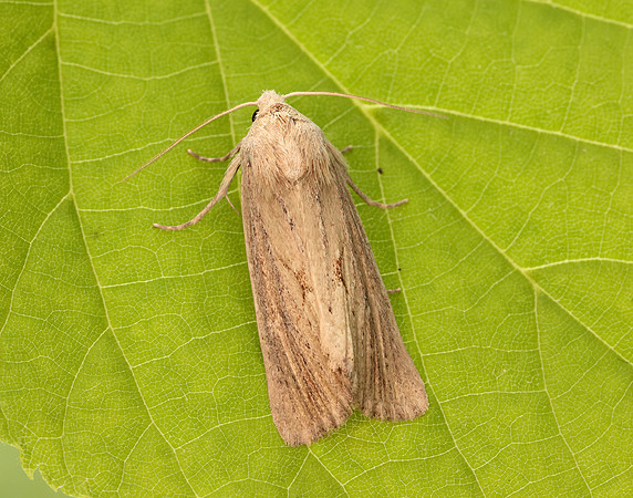 73.138 BF2348 Lyme Grass Longalatedes elymi