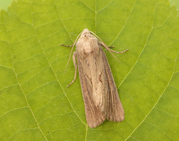 73.138 BF2348 Lyme Grass Longalatedes elymi