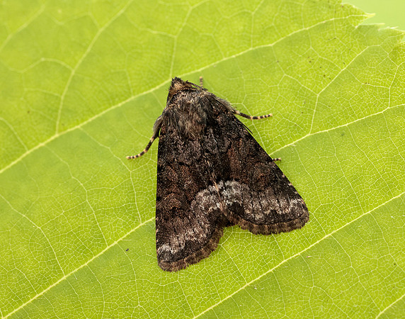 73.173 BF2337 Marbled Minor Oligia strigilis agg