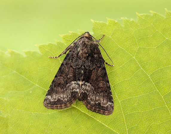 73.173 BF2337 Marbled Minor Oligia strigilis agg