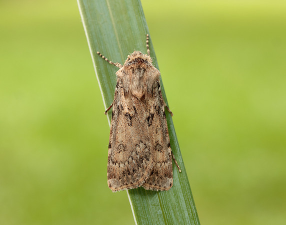 73.323 BF2093 Sand Dart Agrotis ripae