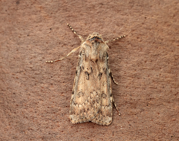 73.323 BF2093 Sand Dart Agrotis ripae