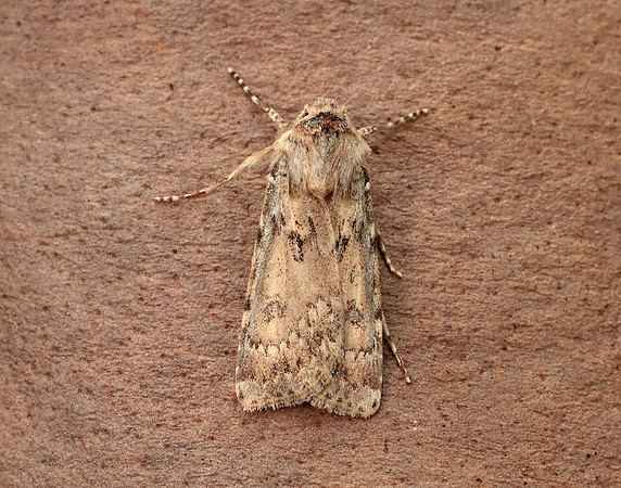 73.323 BF2093 Sand Dart Agrotis ripae