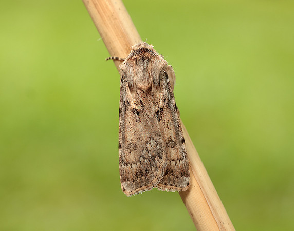73.323 BF2093 Sand Dart Agrotis ripae